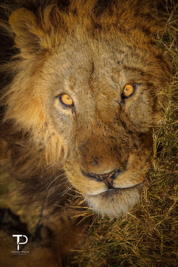 Portrait of a King by Thierry Prieur Photographie